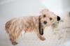 Photo for Chandler Mobile Dog Grooming