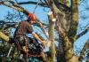 Photo for Mr. Tree Services in Highland Park