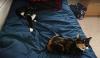 Photo for Trusted Pet Care centre in Redhill