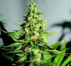 Photo for Buy AK48 Automatic Seeds online