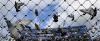 Photo for Pigeon safety nets in hyderabad