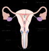 Photo for Gynecological Cancer Drugs Market - Size, Share, Outlook, and Opportunity Analysis, 2018-2026