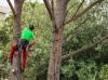 Photo for Davie Tree Services