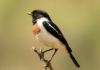 Photo for Birding Safaris in Uganda