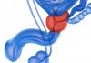 Photo for Prostate Cancer Therapeutics Market, by Drug Type, Distribution Channel, and Geography - Global Trends, and Forecast to 2025