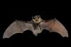 Photo for Bat Specialists Of Wisconsin