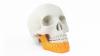 Photo for Artificial Bone Market to Reflect Steady Growth During 2018 – 2026