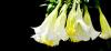 Photo for Scopolamine Market - Size, Share, Trends, and Forecast to 2026