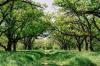 Photo for Kent East Hill Tree Service