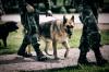 Photo for Superior K9 Training Solutions - Los Angeles