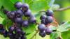 Photo for Acai Berry Market expected to witness considerable growth and Trends 2026