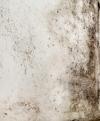 Photo for Mold Removal Nassau County