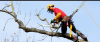 Photo for GTF Tree Care Ltd