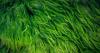 Photo for Algae Market - Global Industry Insights, Trends, Outlook and Opportunity Analysis, 2018-2026