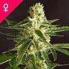Photo for buy amnesia feminized seeds