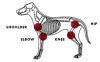 Photo for Canine Arthritis Market - Size, Share, Outlook, and Opportunity Analysis, 2018 – 2026
