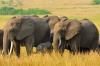 Photo for Nairobi City Tours