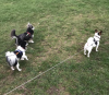 Photo for Polesworth Dog Walking