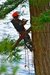 Photo for Garcia and Amigo Tree Service and Landscaping