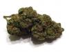 Photo for buy asteroid strain