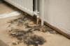 Photo for Mold Cleanup Bakersfield