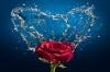Photo for Pure Nature Essential Oils from Anatolian Treasures™