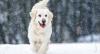 Photo for Now Come Across Highly Socialized English Golden Retriever Puppies Only With GoldWynns!