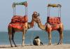 Photo for Gir Somnath - Your Ultimate Destination