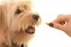 Photo for Companion Animal Drugs Market - Global Industry Insights, Trends, Outlook, and Opportunity Analysis, 2018-2026