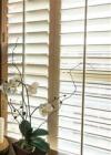 Photo for Grapevine Windows