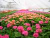 Photo for Floriculture Market Industry Insights and Revenue 2026