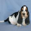 Photo for A Very Close Look At Best Harness For Basset Hounds