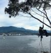 Photo for Hobart Arbor Co