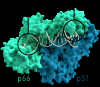 Photo for Global Reverse Transcriptase Market Insight 2019 - Technology and Forecast Research Till 2025