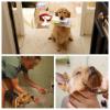 Photo for Canine Kingdom LLC
