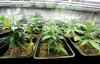 Photo for Rocky Mountain High Dispensary - LoDo