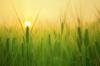 Photo for Crop Production Market | Characteristics, Forecast Size, Trends