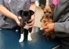 Photo for Veterinary Healthcare Market | Characteristics, Forecast Size, Trends