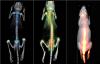 Photo for Small Animal Imaging Market Advent of Technology by Market size, Share and Rising Trend