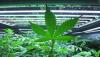 Photo for How To Obtain A Medical Marijuana Growers License