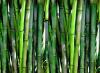 Photo for Bamboos Market is Expected to be Valued at US$ 3.6 Bn by the End of 2017