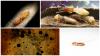 Photo for Independent Pest Management LLC