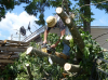 Photo for Smiles Tree Removal LLC