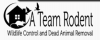 Photo for Raccoon, Rodent, Wildlife Trapping, Control & Attic Cleaning By A Team Services