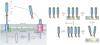 Photo for monoclonal antibody