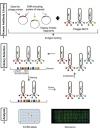 Photo for antibody development