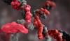 Photo for antibody purification