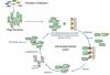 Photo for antibody classes