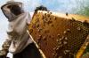 Photo for Bee Bees N Beeesss Natural Removal