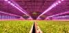 Photo for LED Lighting Horticulture Market - Global Industry Insights, Trends, Outlook, and Opportunity Analysis, 2018–2026